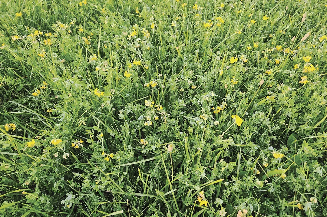 63226-sagers-birdsfoot-grass-mix.jpg