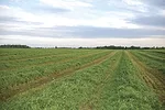 63250-pearce-0635.jpg
