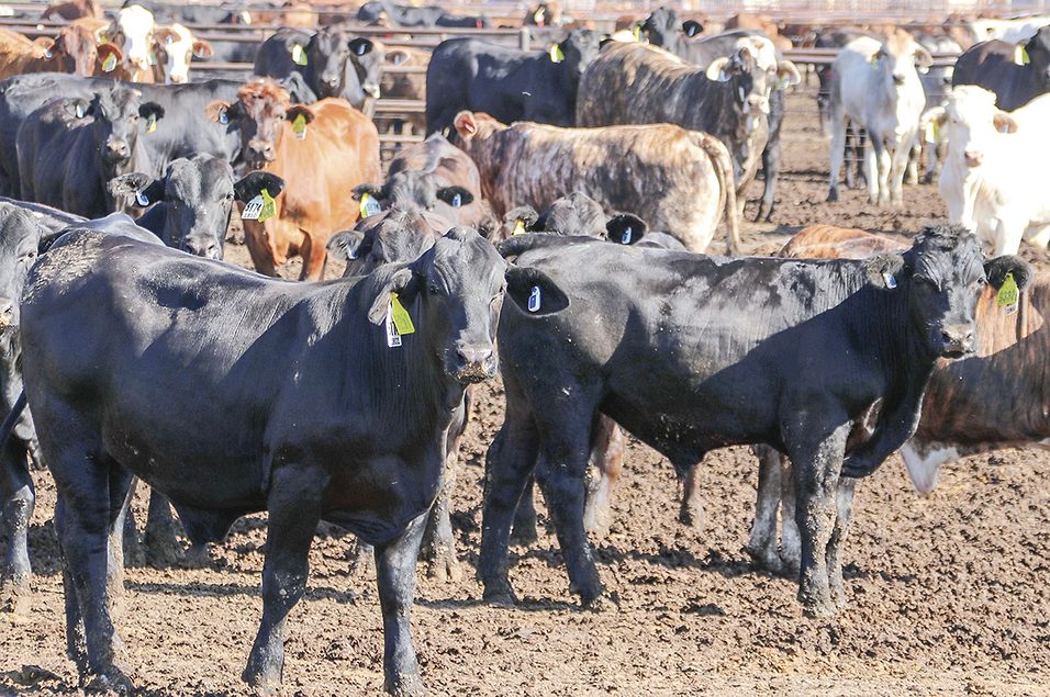 Starting strong: Early-life management as cattle stay on feed longer