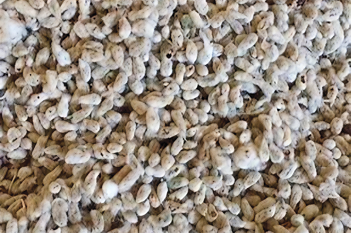 63253-blezinger-seed.jpg