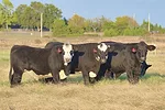 63297-parsons-amigos.jpg