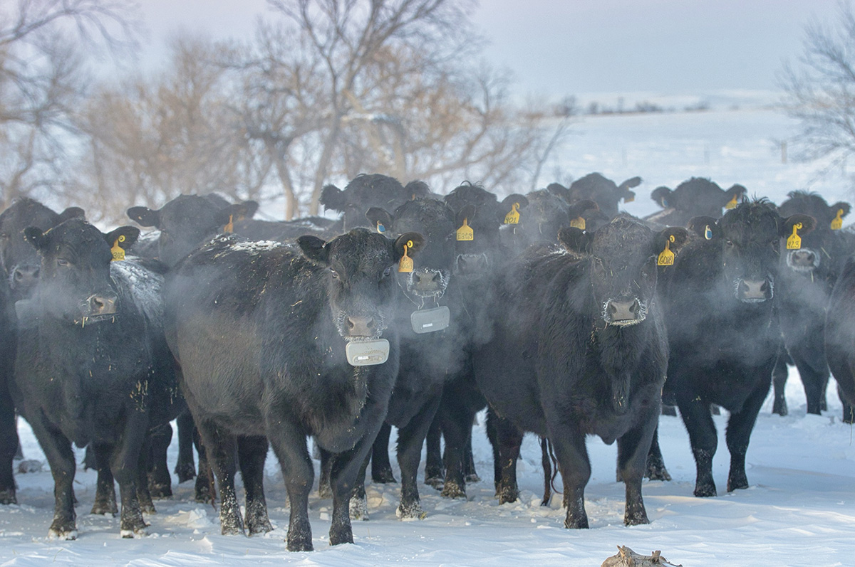 63297-parsons-wintercowscottonwood.jpg