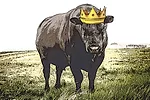 63351-rowan-bull-king.jpg