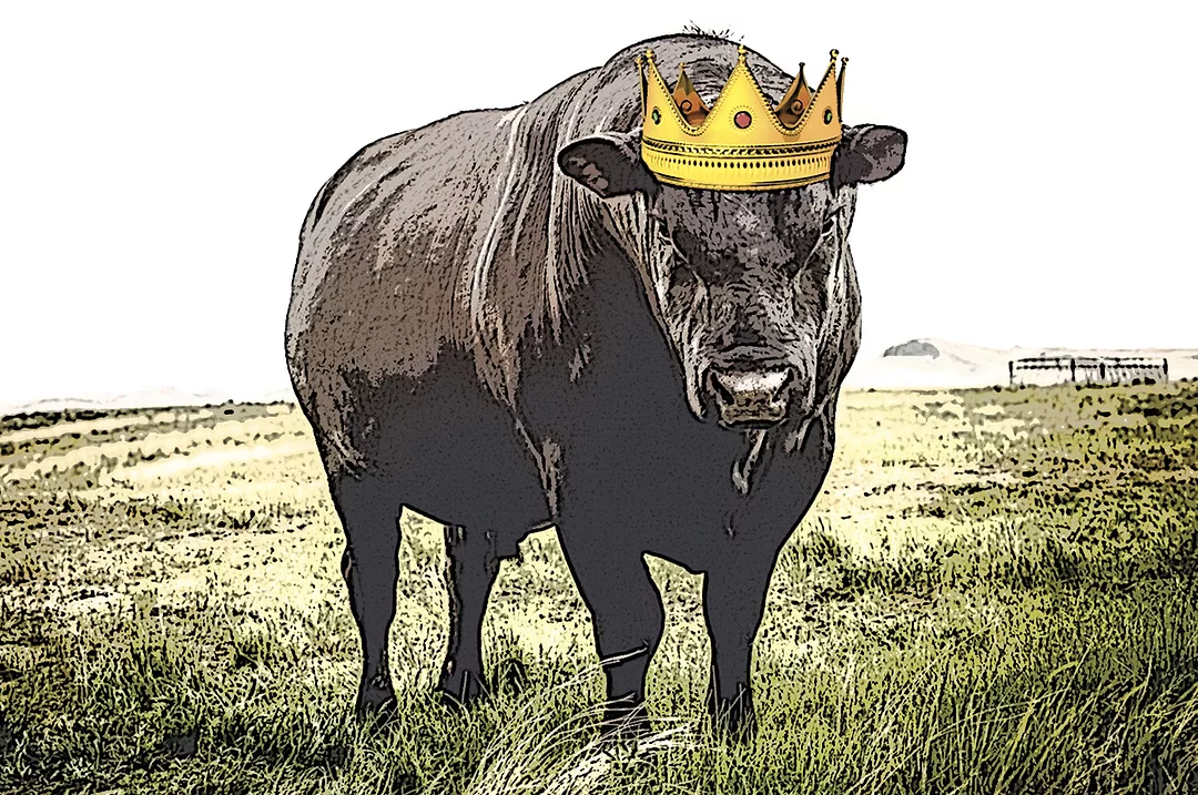 63351-rowan-bull-king.jpg