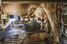 63352-gerbitz-roboticmilk-getty.jpg