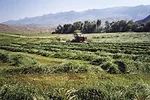 63356-thomas-cutting-hay.jpg