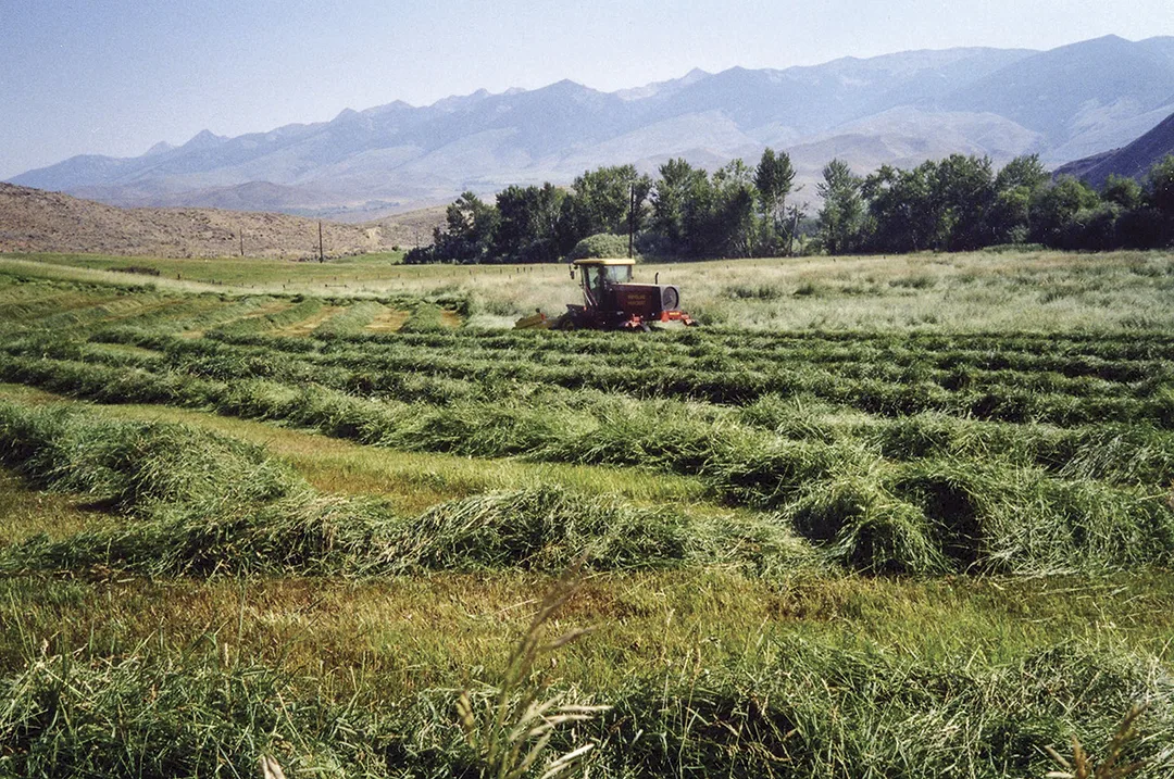 63356-thomas-cutting-hay.jpg