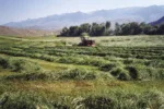 63356-thomas-cutting-hay.jpg