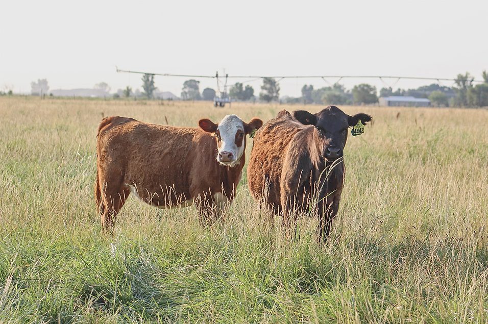 Creating healthy, high-value heifers from day one