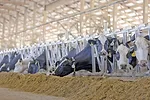 63459-boyle-Zoetis-DairyWellness.jpg