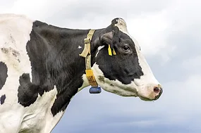 63463-mazon-cow-getty.jpg