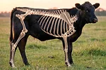 63479-davenport-heifer-only.jpg