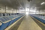 63492-sweett-Sunalta-Feed-Intake.jpg