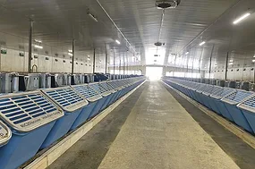 63492-sweett-Sunalta-Feed-Intake.jpg