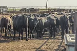 63508-newcomb-TX-feedlot---NWS---Prog-Cattle---July.jpg