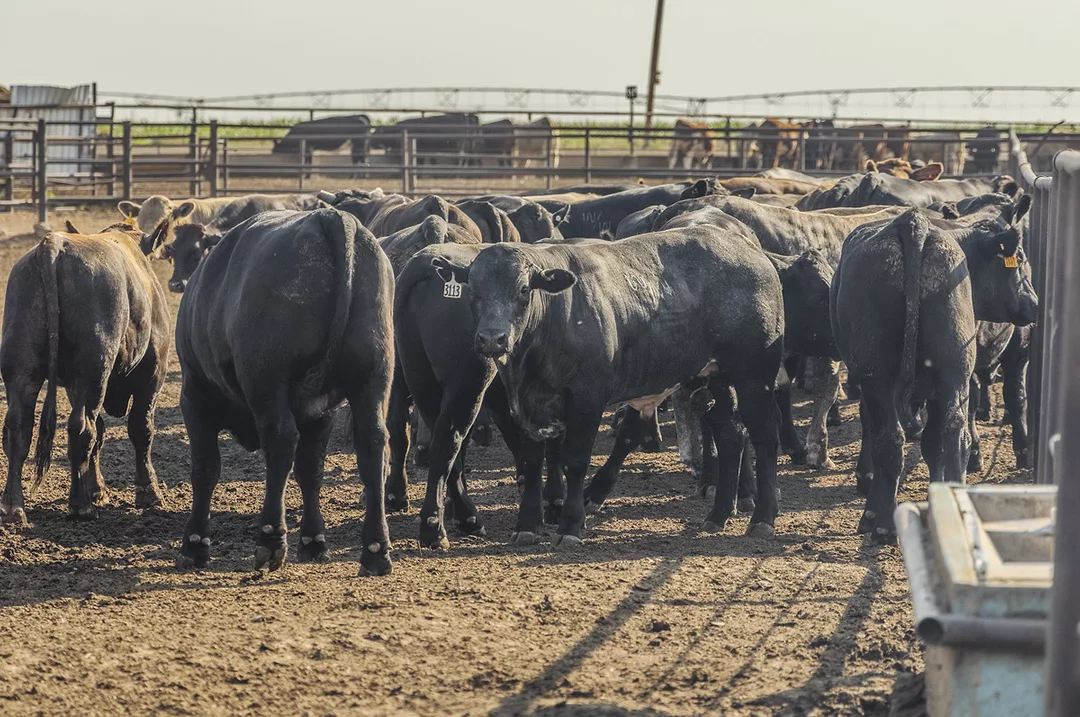 63508-newcomb-TX-feedlot---NWS---Prog-Cattle---July.jpg