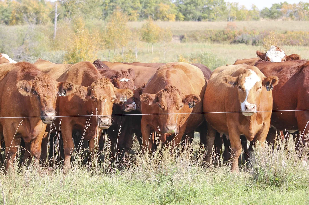 63516-joyce-cattle-THCR.jpg