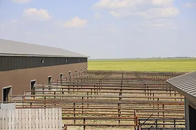 63523-bovigen-International_Bull-Barn-pens.jpg