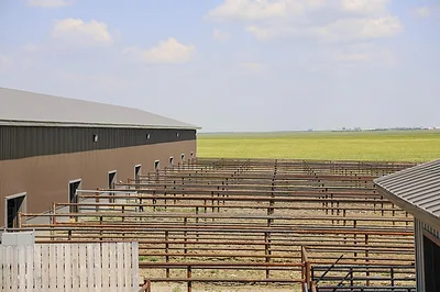 63523-bovigen-International_Bull-Barn-pens.jpg