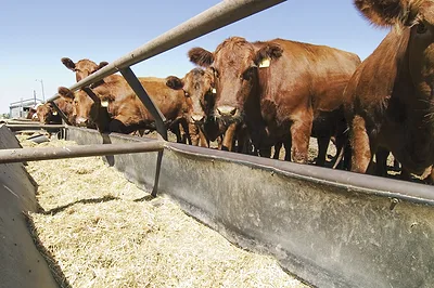 63544-eckerle-Feedlot_red_beef_empty_crib.jpg