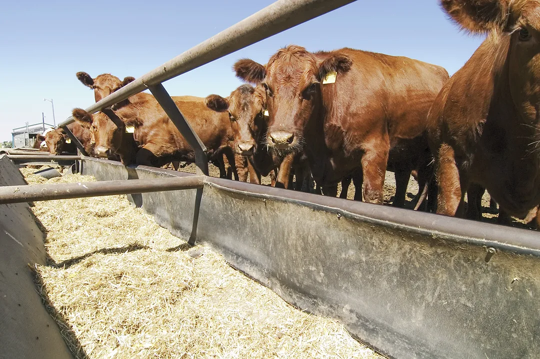 63544-eckerle-Feedlot_red_beef_empty_crib.jpg