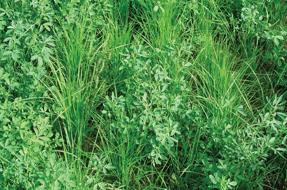 63553-thomas-teff-inter-seeded.jpg
