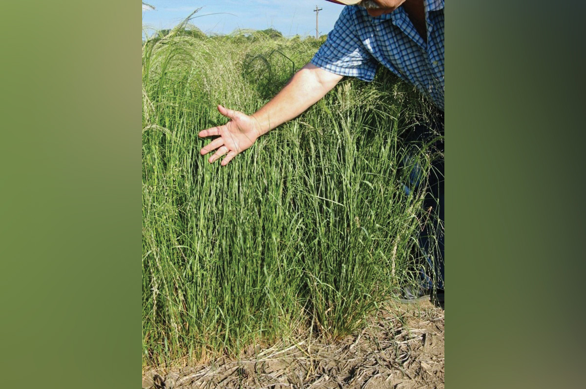 63553-thomas-teff-ready-to-cut.jpg