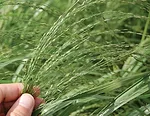 63553-thomas-teff-seed-head.jpg