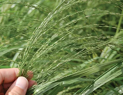 63553-thomas-teff-seed-head.jpg