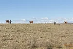 63555-pearce-dry-pasture-getty.jpg