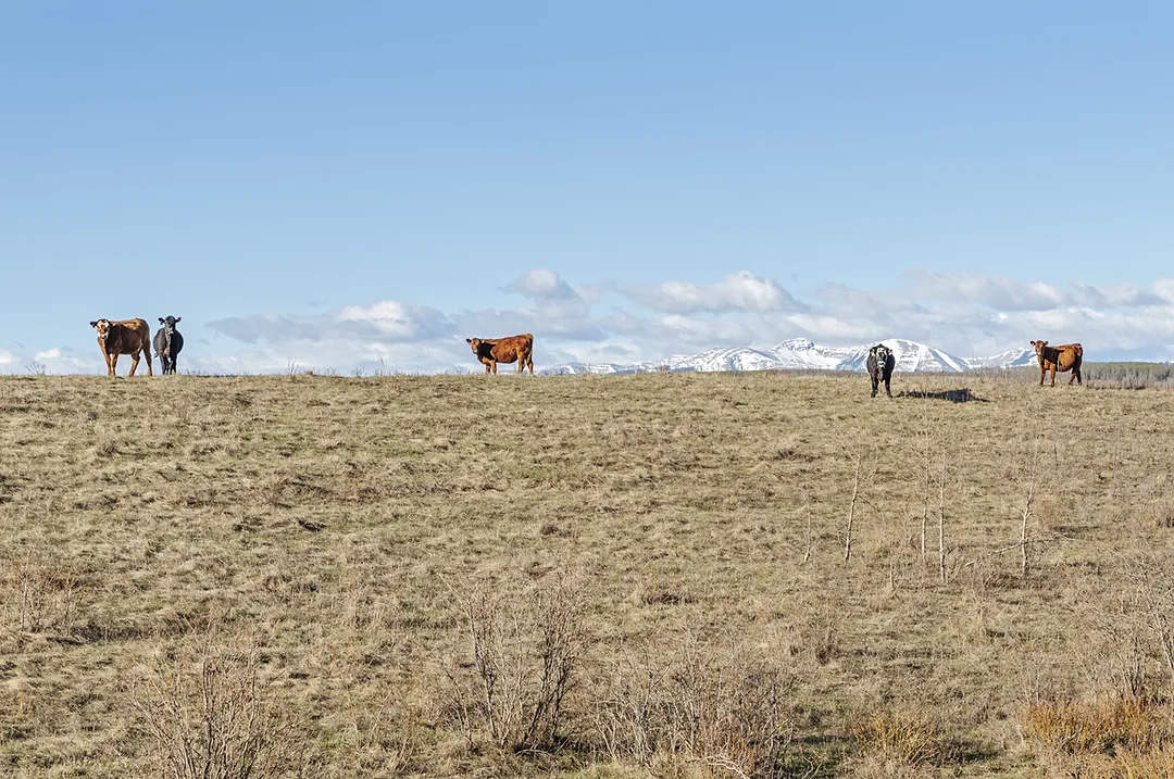 63555-pearce-dry-pasture-getty.jpg