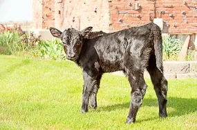 63588-howard-SAS_calf.jpg 63588-howard-SAS_calf.jpg