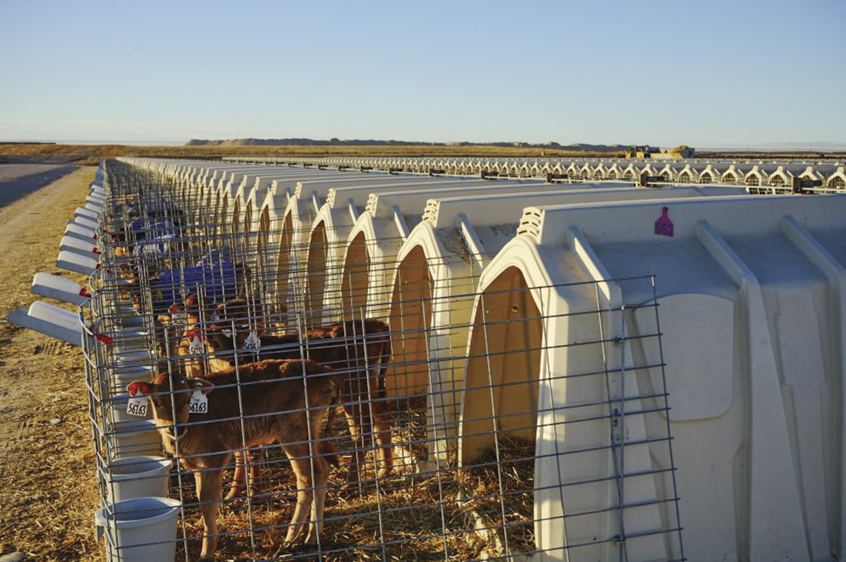 63612-lefevre-Calf-Tel_product.jpg