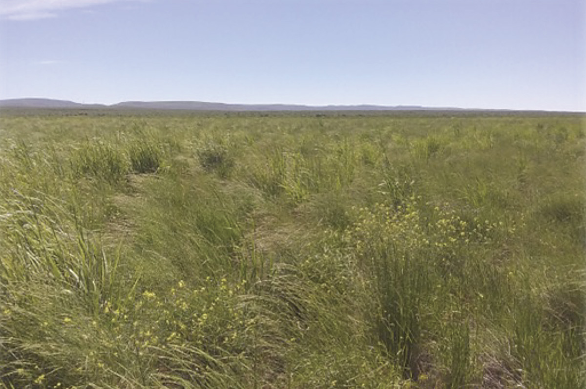 63662-woolsey-CREP-Field-in-Twin-Falls--County.jpg