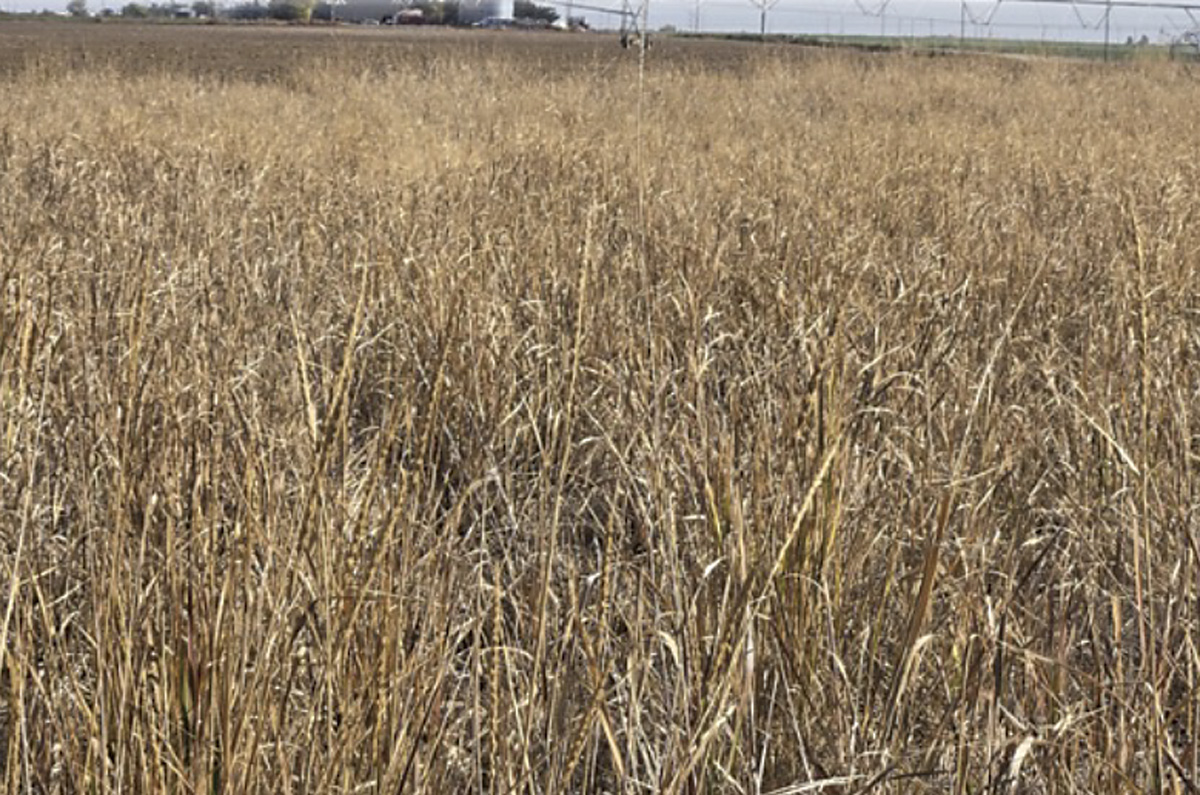 63662-woolsey-Fall-field-of-Great-Basin-Woolsey-Wild-Rye-Grass-in-Minidoka-Co..jpg