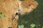 63677-derksen-cow-flies-getty.jpg