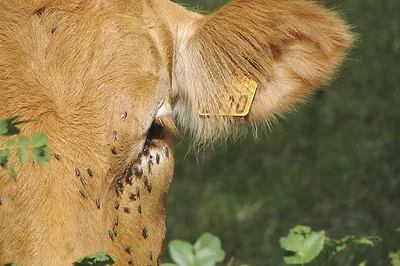 63677-derksen-cow-flies-getty.jpg 63677-derksen-cow-flies-getty.jpg