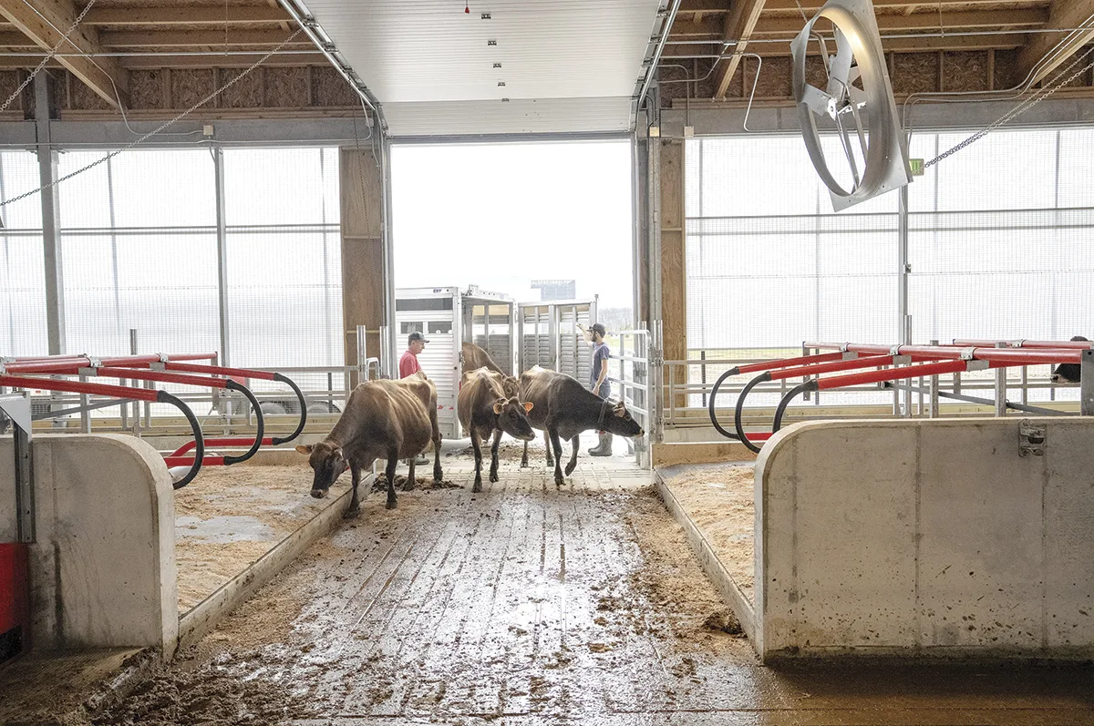63680-ohio-state-cows_at_malc_006.jpg