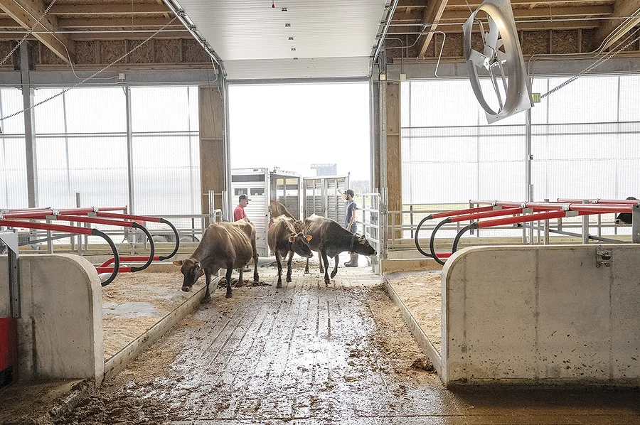 63680-ohio-state-cows_at_malc_006.jpg