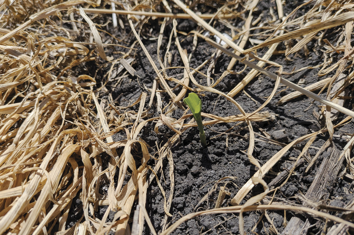 63745Thomas-True-armyworm-damage--Emily-Bick.jpg