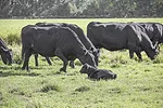 63763-sagers-veselka.jpg