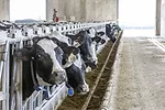 Dixon feedbunk