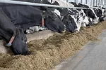 cows eating