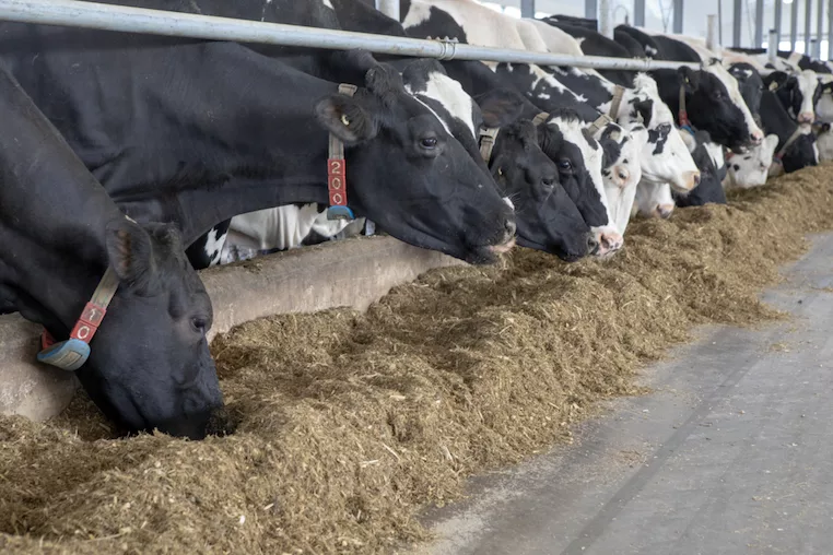 cows eating