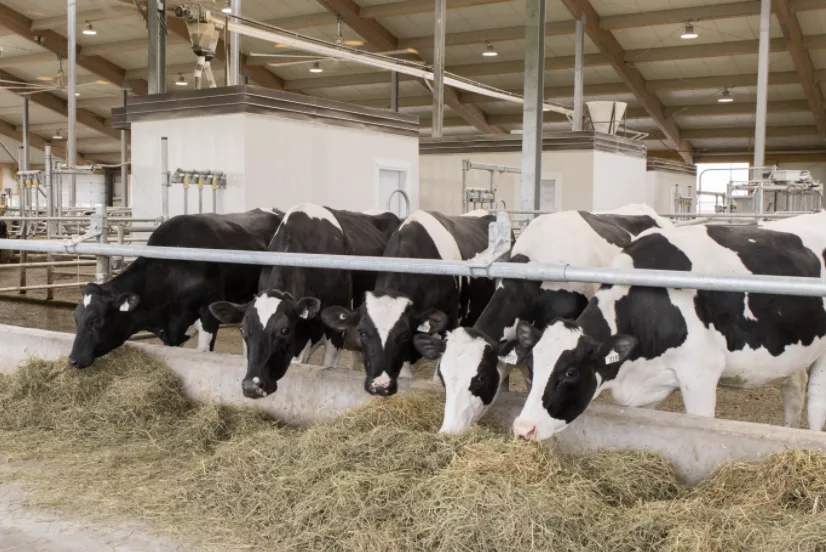 cows eating hay