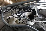 Cow resting in freestall