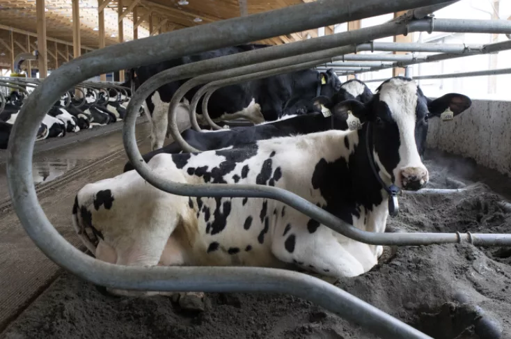 Cow resting in freestall