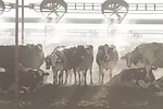 Lallemand (Biopower) - Featured
