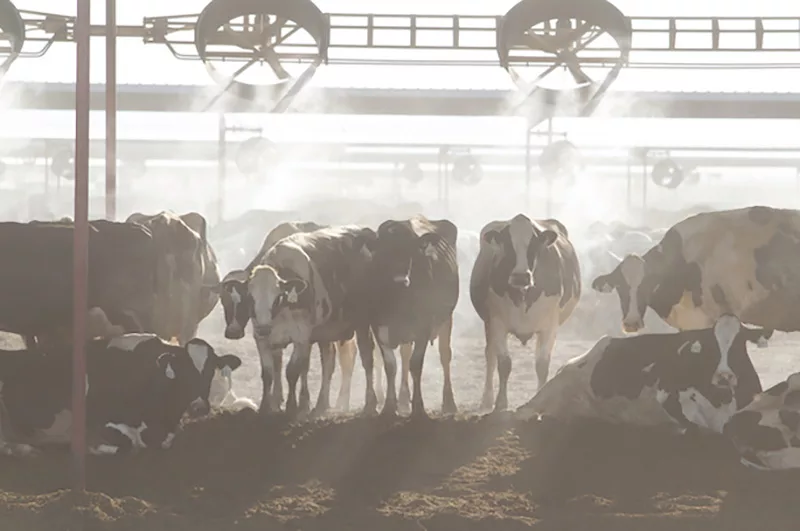 Lallemand (Biopower) - Featured