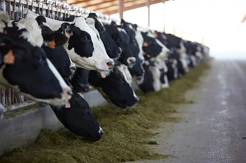 lallemand-dairy-cows-at-bunk.jpg Lallemand - dairy cows at bunk